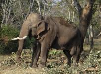 Elephant