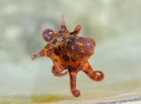 octopus,