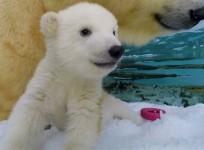Australian polar bear cub thrilled to explore new enclosure