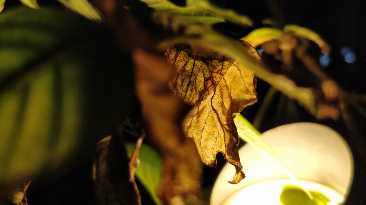 OnePlus 5 Review: Camera Sample