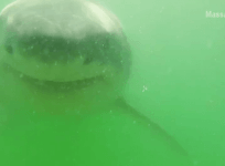 Great white shark tries to take a bite out of an underwater camera