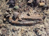 dinosaur fossil, discovery,