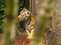 Hamburg zoo welcomes four rare Siberian tiger cubs