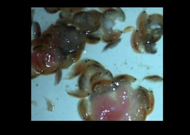 sea fleas, health,