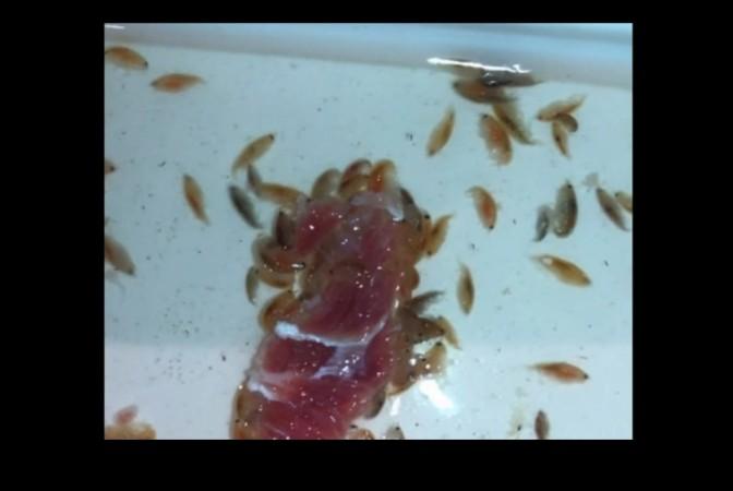 sea lice, health,