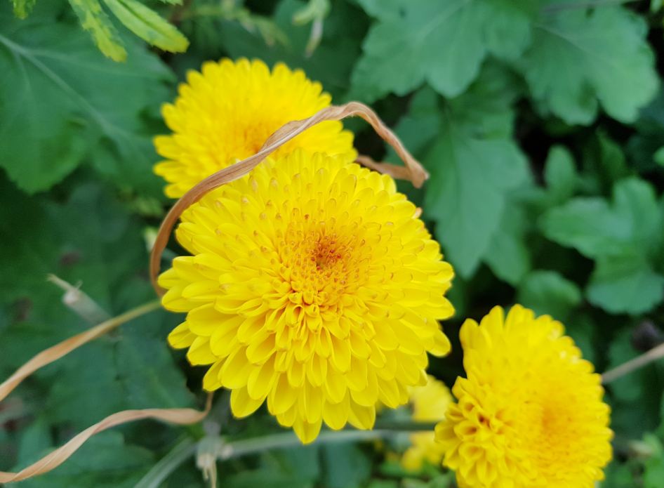 Samsung Galaxy S8 primary camera shot during bright light condition Samsung Galaxy S8, review, images, performance, camera, battery