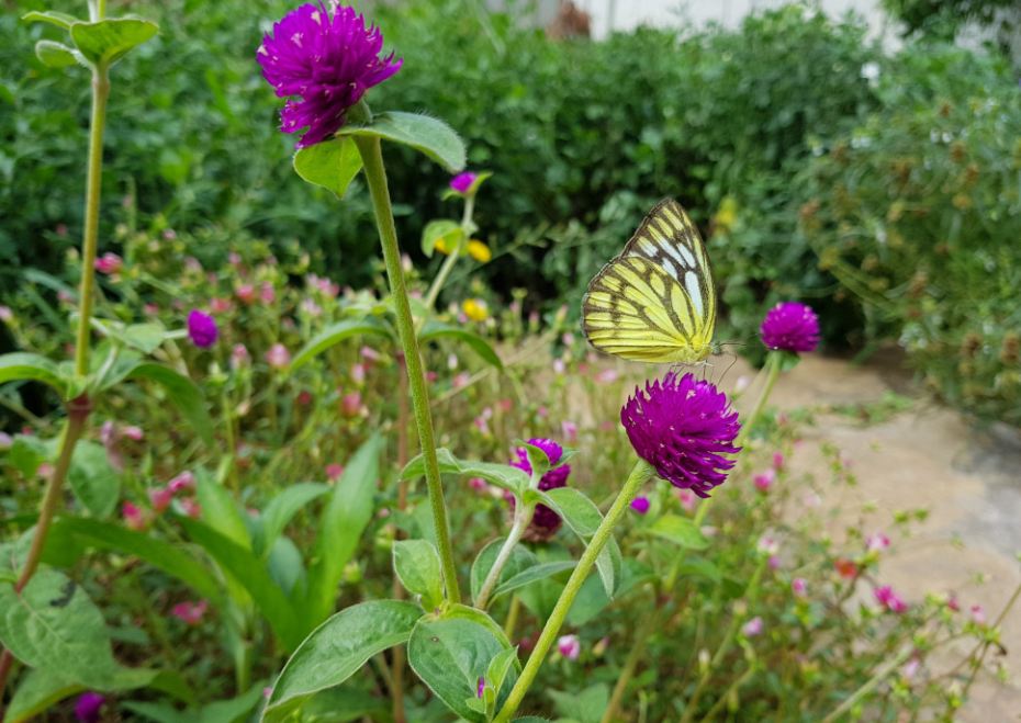 Samsung Galaxy S8's 12MP primary camera sample Samsung Galaxy S8, review, images, performance, camera, battery