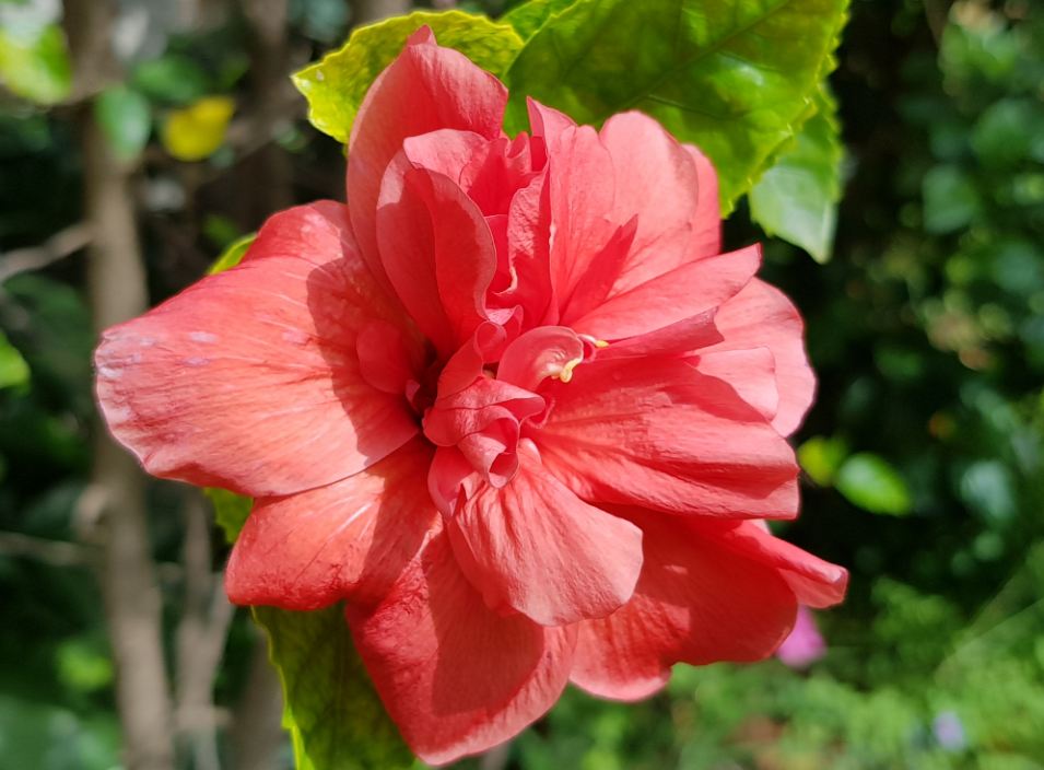 Samsung Galaxy S8 camera sample shot during evening Samsung Galaxy S8, review, images, performance, camera, battery