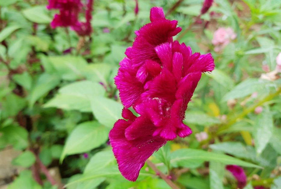 Samsung Galaxy S8 camera review: Photo taken during evening Samsung Galaxy S8, review, images, performance, camera, battery