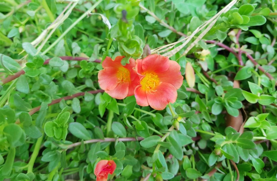 Samsung Galaxy S8 primary camera sample taken during the evening Samsung Galaxy S8, review, images, performance, camera, battery