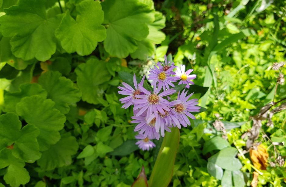 Samsung Galaxy S8 camera sample taken in the low-light condition during early morning Samsung Galaxy S8, review, images, performance, camera, battery