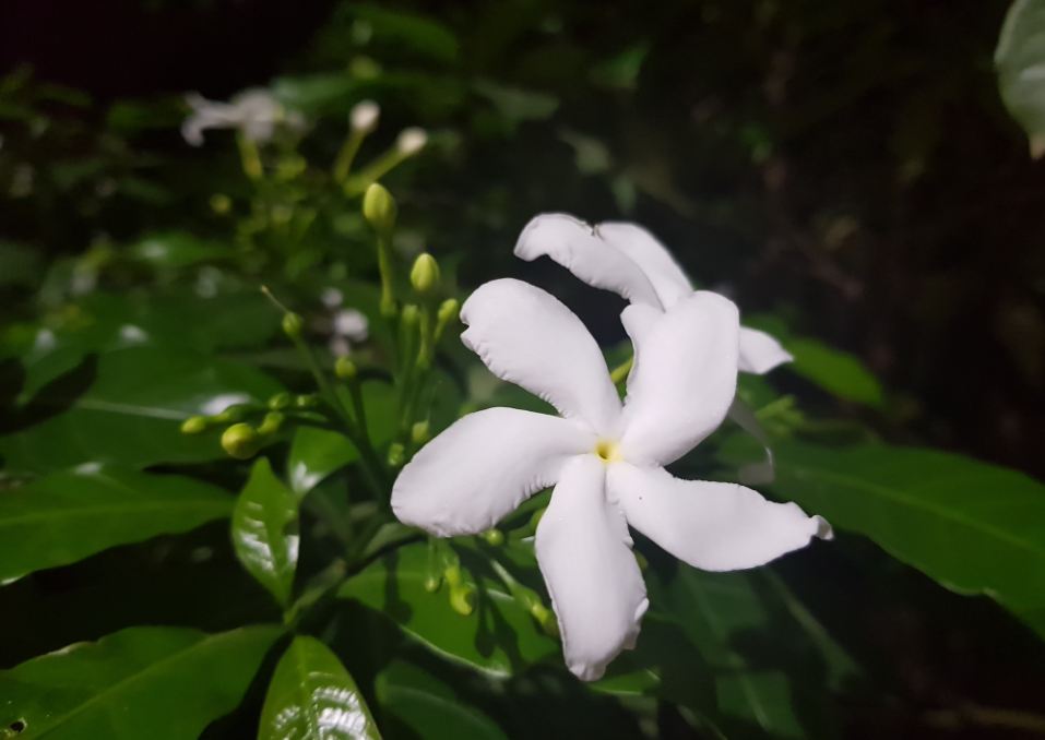 Samsung Galaxy S8 camera sample taken during night Samsung Galaxy S8, review, images, performance, camera, battery