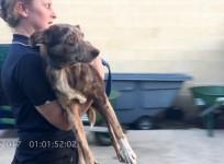More than 30 dogs seized by RSPCA in cruelty case