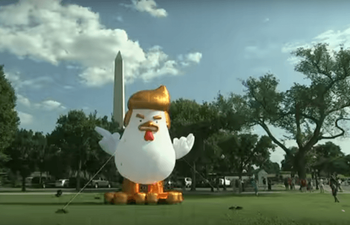 inflatable 'Trump chicken' near White House inflatable 'Trump chicken' near White House