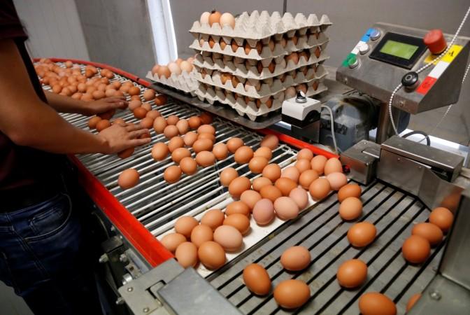 In picture: A worker inspects freshly laid eggs on a production line at a poultry farm in Wortel near Antwerp, Belgium August 8, 2017. Europe egg scandal