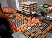 Europe egg scandal