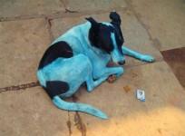 Blue Dog