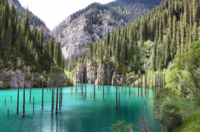 Underwater forest in Kaindy Lake Underwater forest in Kaindy Lake