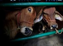 cows