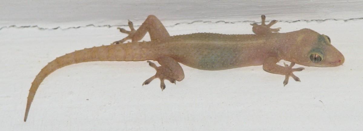 (Representational Image) lizard