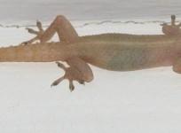 lizard