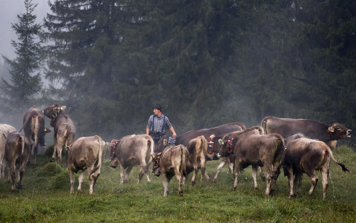 A Bavarian farmer escorts cows during the traditional Munich