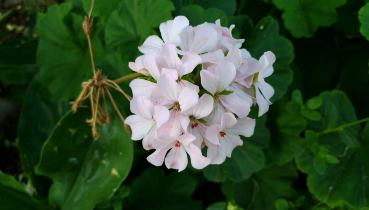 Asus Zenfone AR camera sample taken during bright sunny condition in the morning Asus Zenfone AR, Zenfone AR review, Zenfone AR first impression, Google Project Tango,