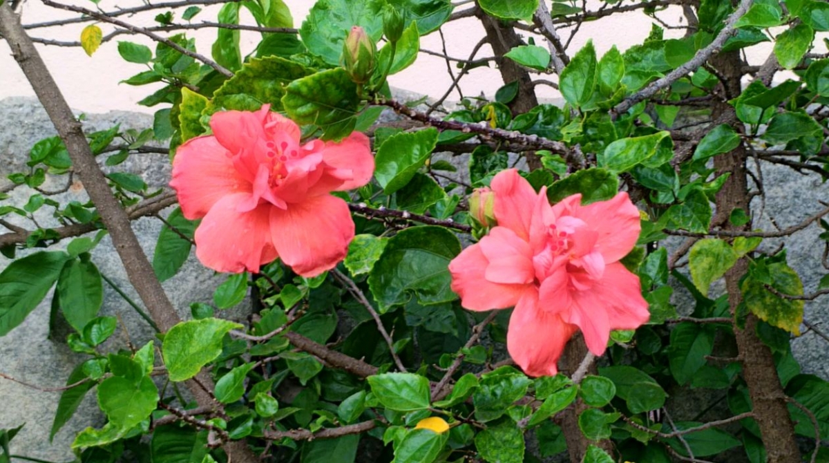 Asus Zenfone AR camera review: Photo sample taken with Zoom effect Asus Zenfone AR, Zenfone AR review, Zenfone AR first impression, Google Project Tango