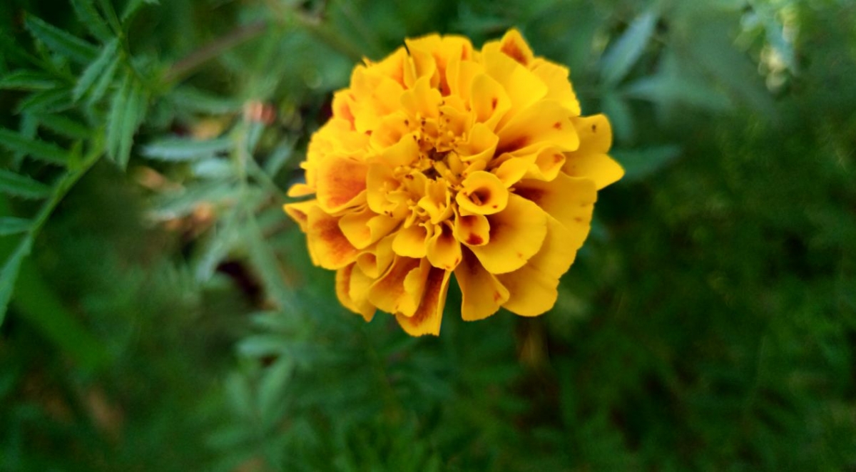 Asus Zenfone AR camera review: Photo sample taken in the evening Asus Zenfone AR, Zenfone AR review, Zenfone AR first impression, Google Project Tango