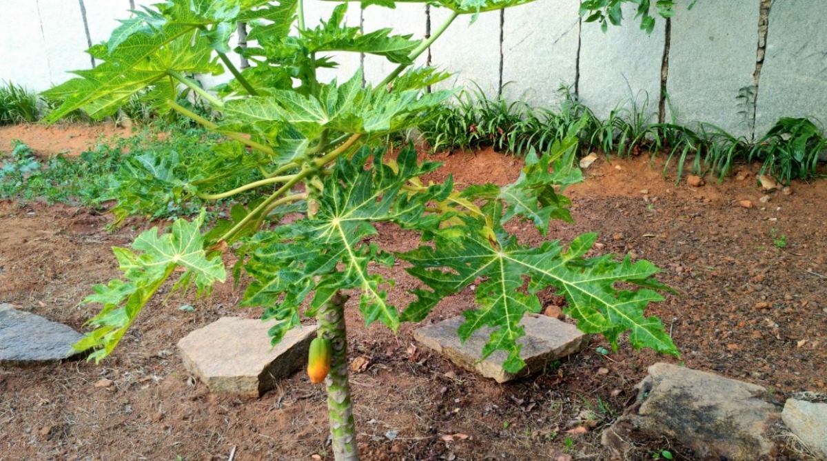 Asus Zenfone AR review: Photo sample taken in the morning Asus Zenfone AR, Zenfone AR review, Zenfone AR first impression, Google Project Tango