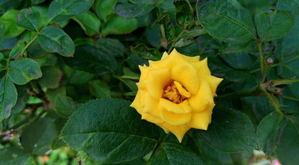 Asus Zenfone AR camera review: Photo taken in the evening Asus Zenfone AR, Zenfone AR review, Zenfone AR first impression, Google Project Tango