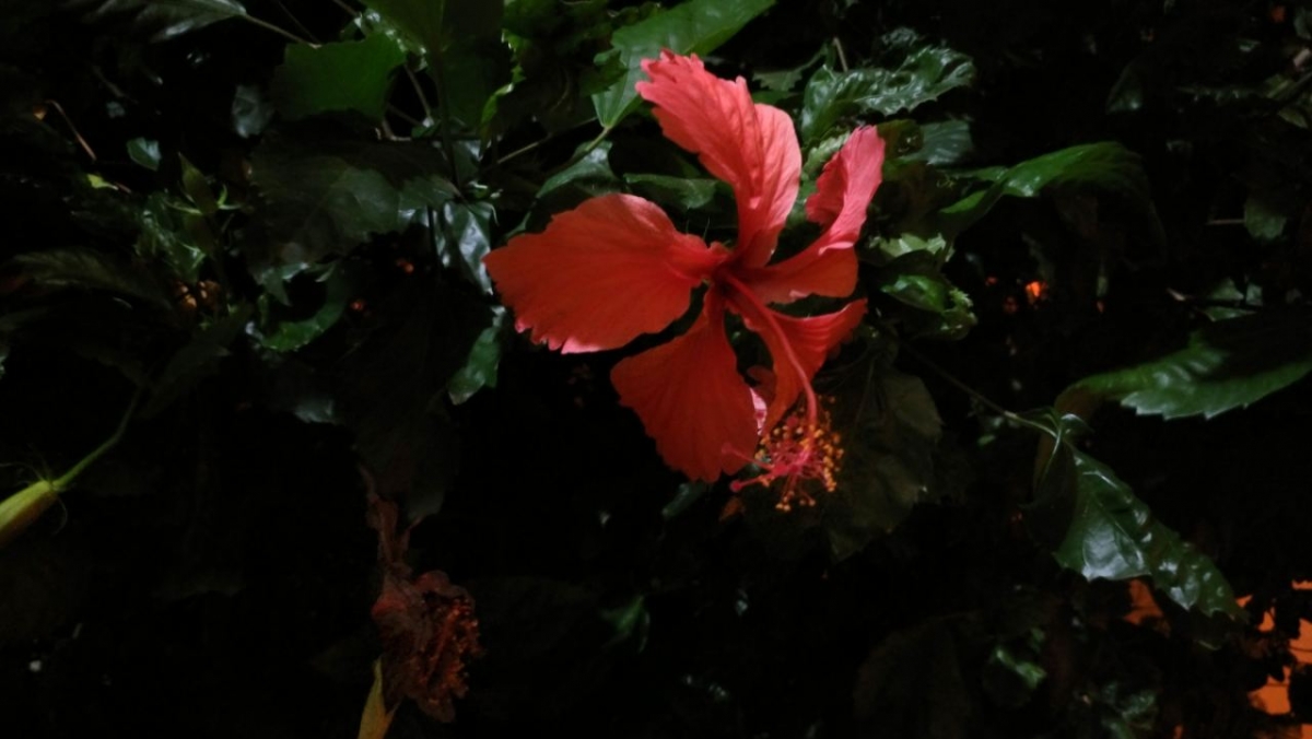 Asus Zenfone AR camera: Photo taken during the night Asus Zenfone AR, Zenfone AR review, Zenfone AR first impression, Google Project Tango