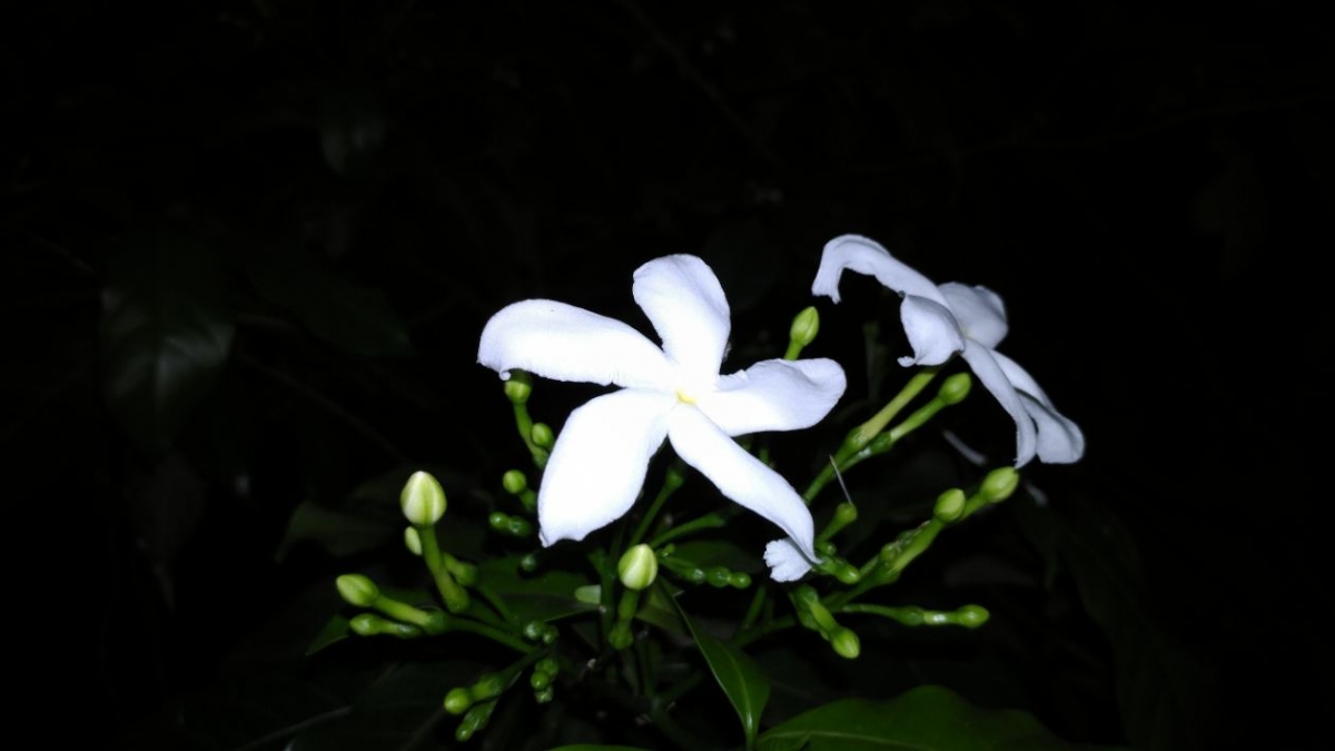 Asus Zenfone AR Camera Review: Photo sample taken during the night Asus Zenfone AR, Zenfone AR review, Zenfone AR first impression, Google Project Tango