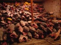 Ship full of hammerhead sharks and endangered fish seized in the Galapagos