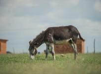 Donkey
