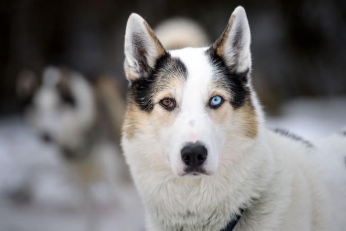 (Representative Image) Huskies (Representative Image) Huskies