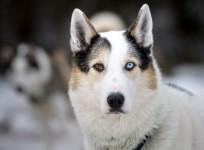 (Representative Image) Huskies