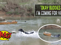 Brave dog rescue his 'buddies for life'
