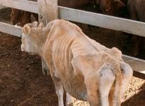emaciated cow
