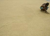 A labourer works at a rice mill in Ranibazar