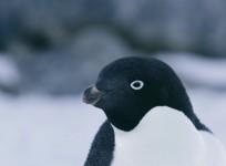 GoPro video shows Antarctica from a penguins point of view