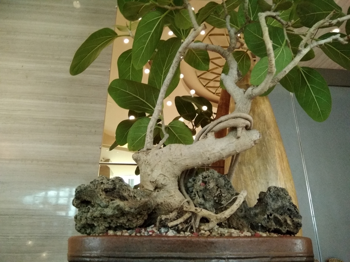 Micromax Canvas Infinity Camera Samples