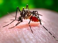 dengue mosquito