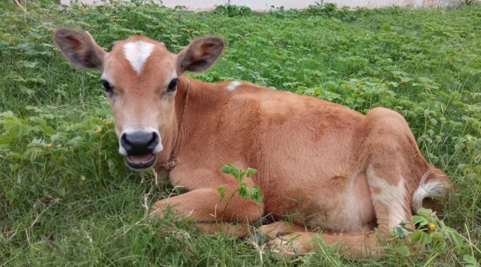 Gionee A1 Plus camera review: Photo sample taken during the evening Gionee A1 Plus, review, camera, launch, price, specifications