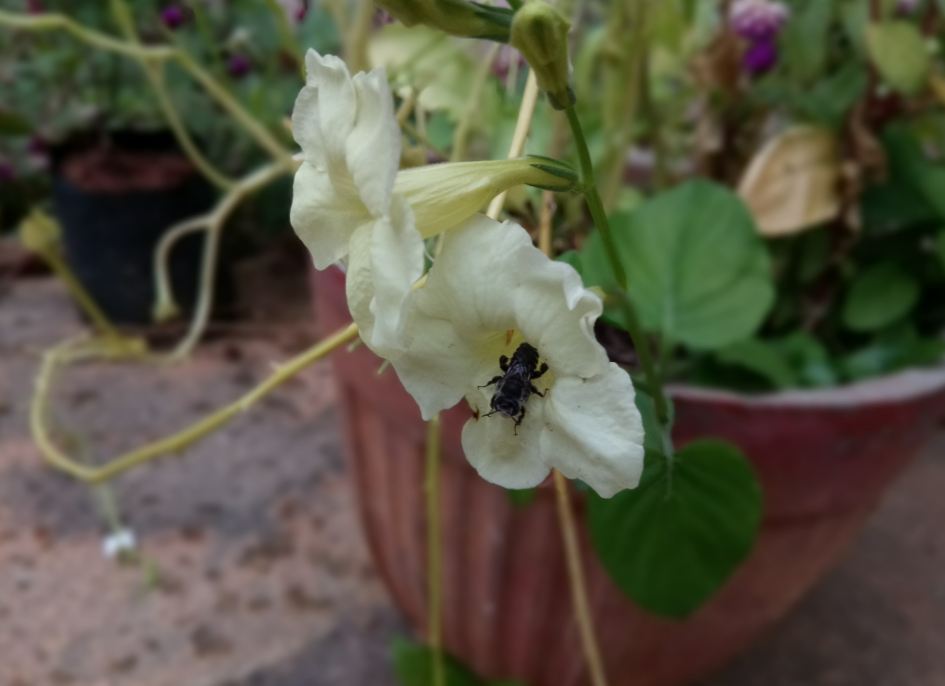 Gionee A1 Plus camera review: Macro photo sample (shot taken from very less distance) Gionee A1 Plus, review, camera, launch, price, specifications