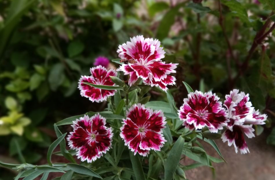 Gionee A1 Plus camera review: Photo sample taken during the evening Gionee A1 Plus, review, camera, launch, price, specifications