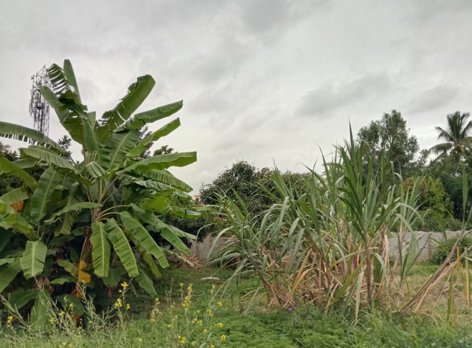 Gionee A1 Plus camera review: Photo sample taken during the evening Gionee A1 Plus, review, camera, launch, price, specifications