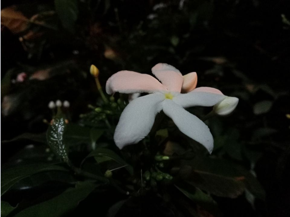 Gionee A1 Plus camera review: Photo sample taken during the night Gionee A1 Plus, review, camera, launch, price, specifications