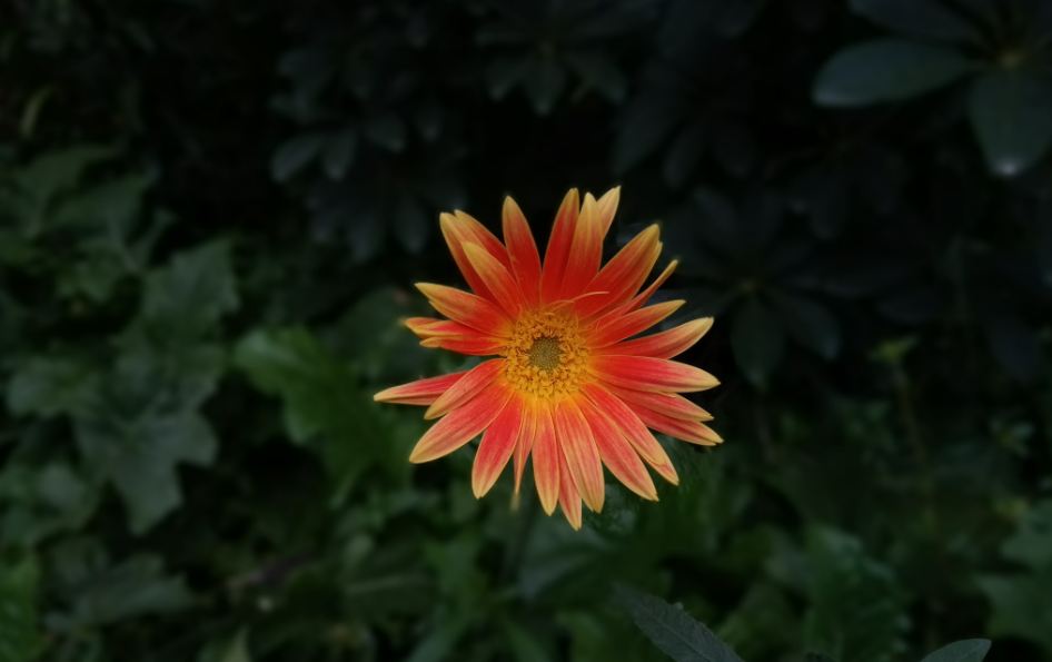 Gionee A1 Plus camera review: Photo sample taken in Portrait mode with Bokeh blur effect Gionee A1 Plus, review, camera, launch, price, specifications