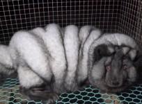 Video of obese monster foxes shows shocking conditions on fur farms